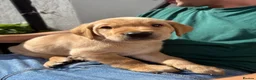 Labrador Retriever dogs for sale: KC Reg Fox Red / Blonde  Lab Puppies – Home Reared - Advert 7