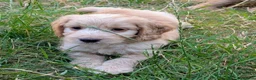 Cockapoo dogs for sale: Licensed breeder, health tested F1 cockapoos - Advert 18