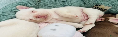 French Bulldog Puppy 3