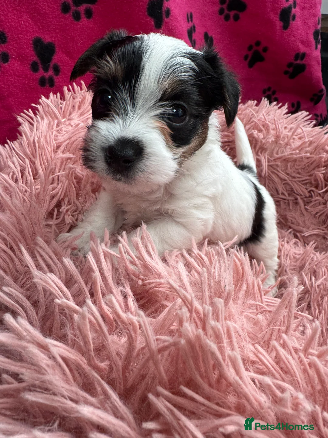 Mixed Breed dogs for sale: Parson Russell X mini Biewer rough coated pups  - Advert 21