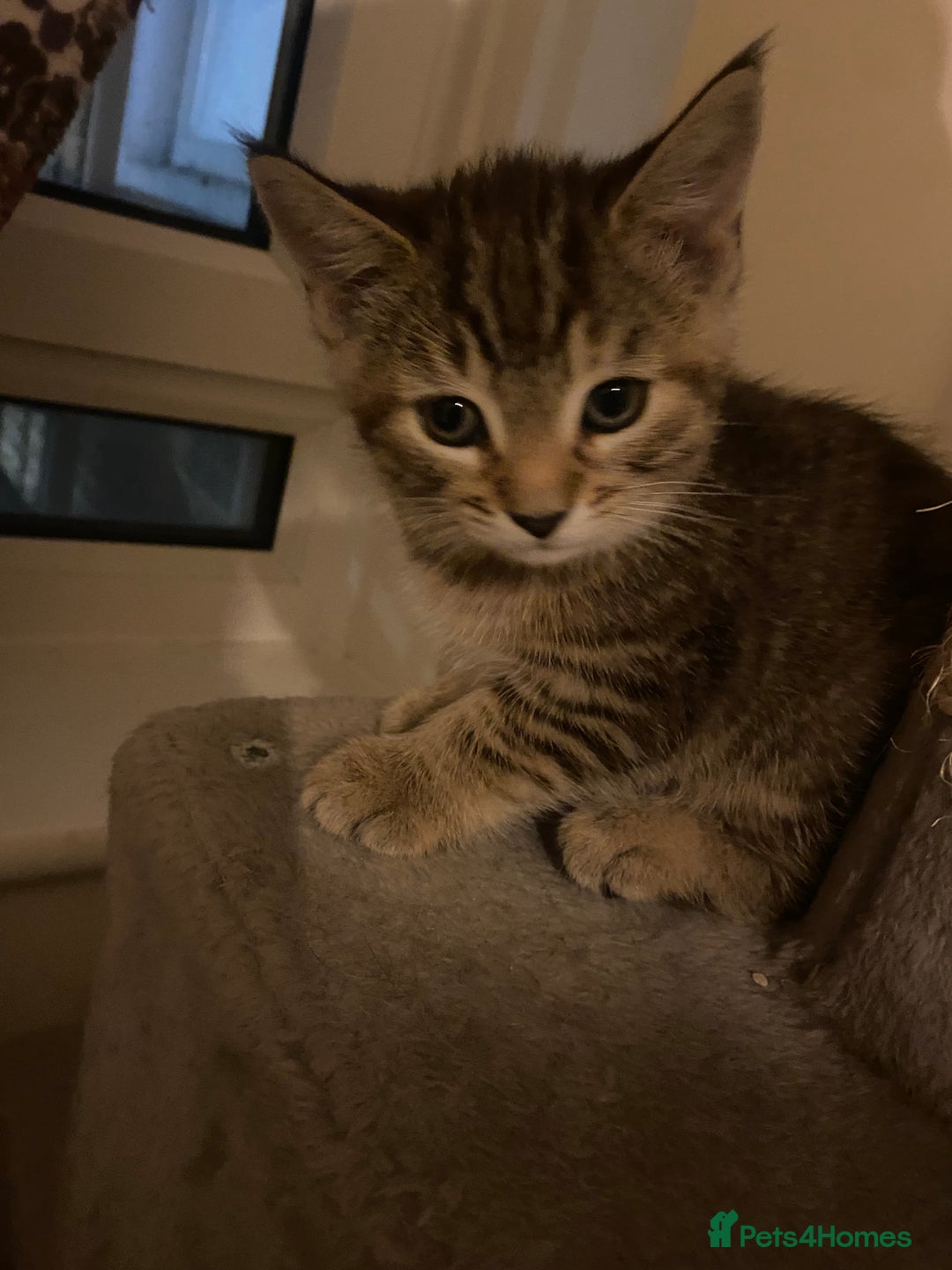 Domestic Shorthair cats for sale: 3 females looking home  - Image 2