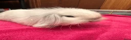 English Lop rabbits for sale: Male lops  - Advert 5
