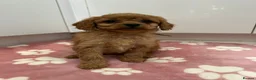 Cavapoo dogs for sale: Beautiful f1b puppies  - Advert 4