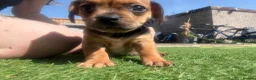 Mixed Breed dogs for sale: Mixed litter  - Advert 2