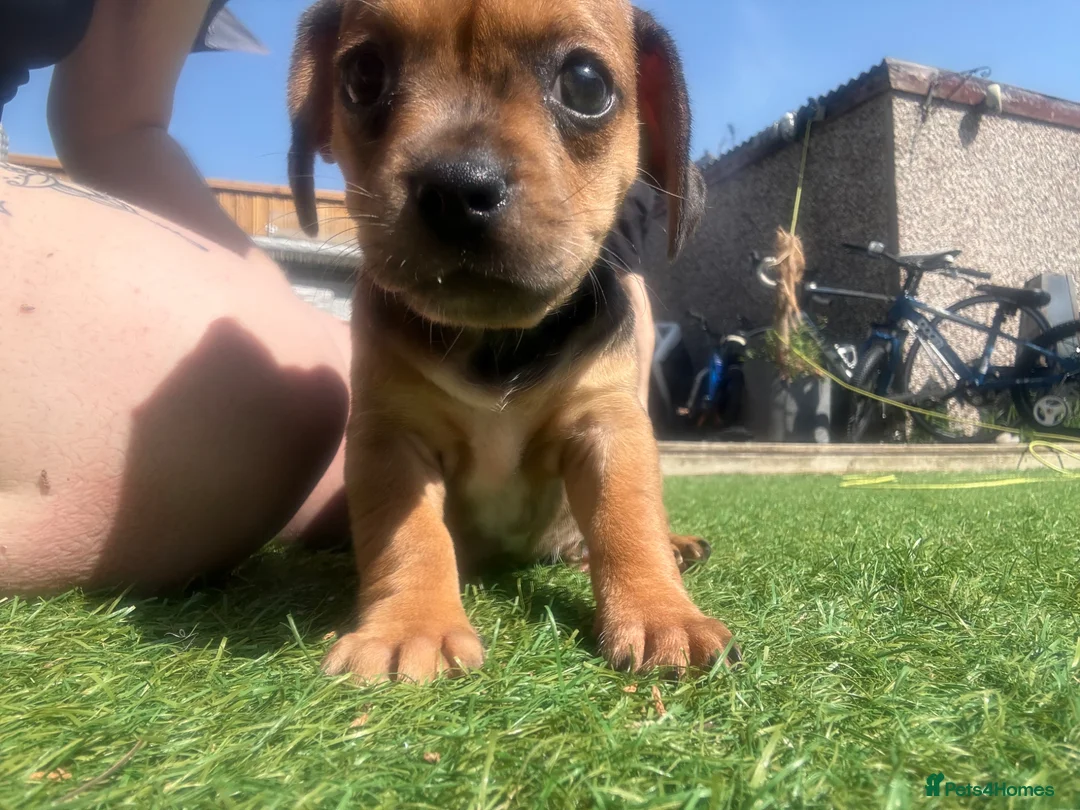 Mixed Breed dogs for sale: Mixed litter  - Advert 2