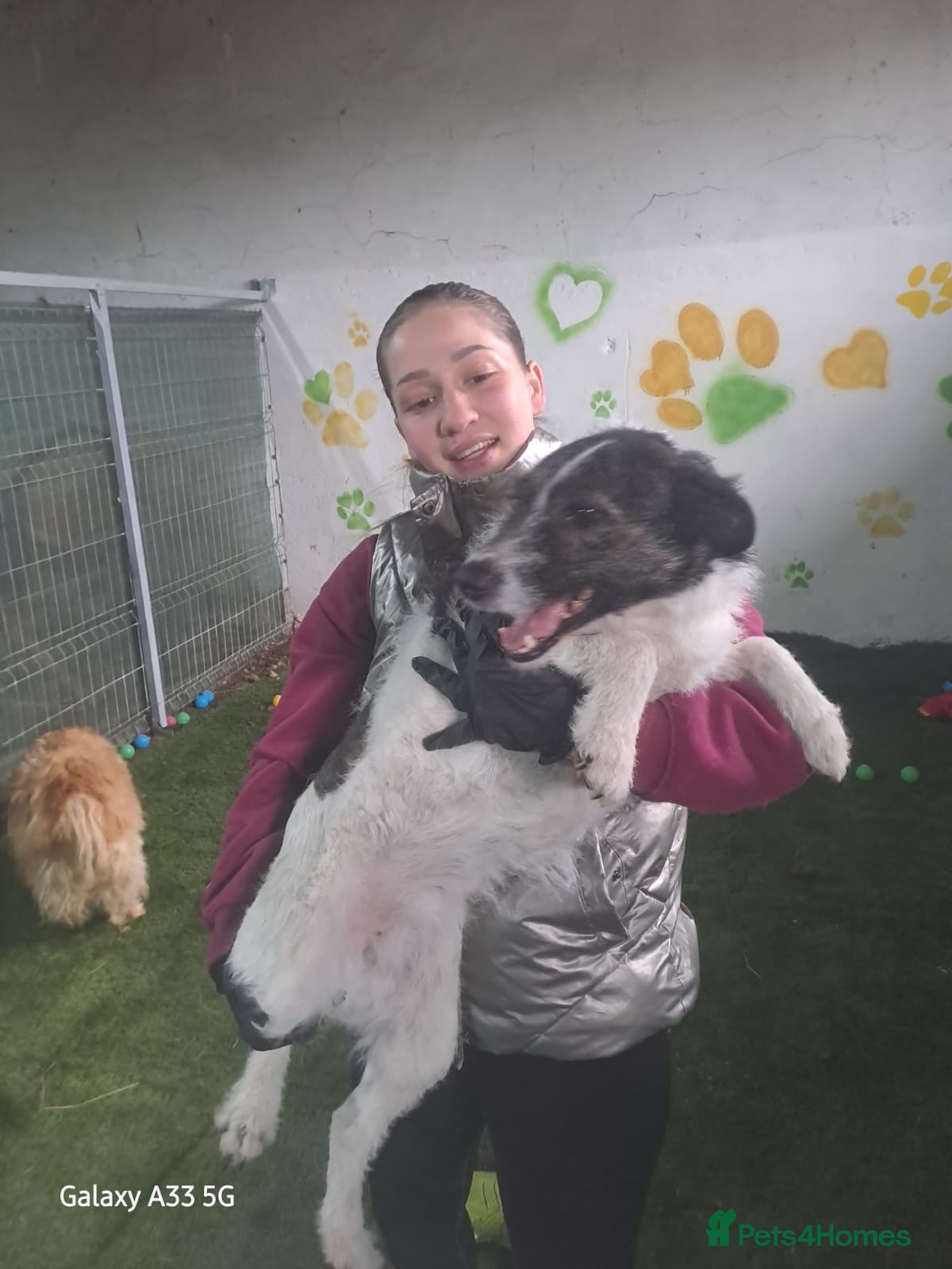 Mixed Breed dogs FROM the DEATH ROW TO DEVOTED MUM - Advert 1