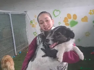 Mixed Breed dogs FROM the DEATH ROW TO DEVOTED MUM - Advert 1