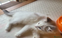 Ragdoll cats for sale:  ragdoll - Image 19