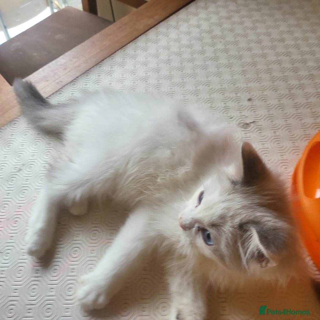 Ragdoll cats for sale:  ragdoll - Image 19
