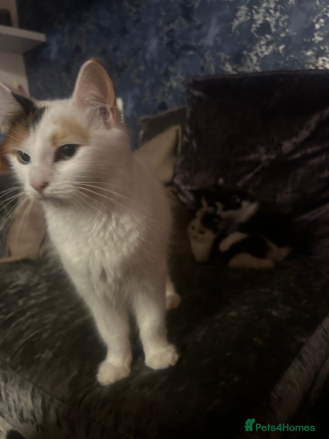 Turkish Van cats for sale: Half Turkish van kittens  - Advert 9