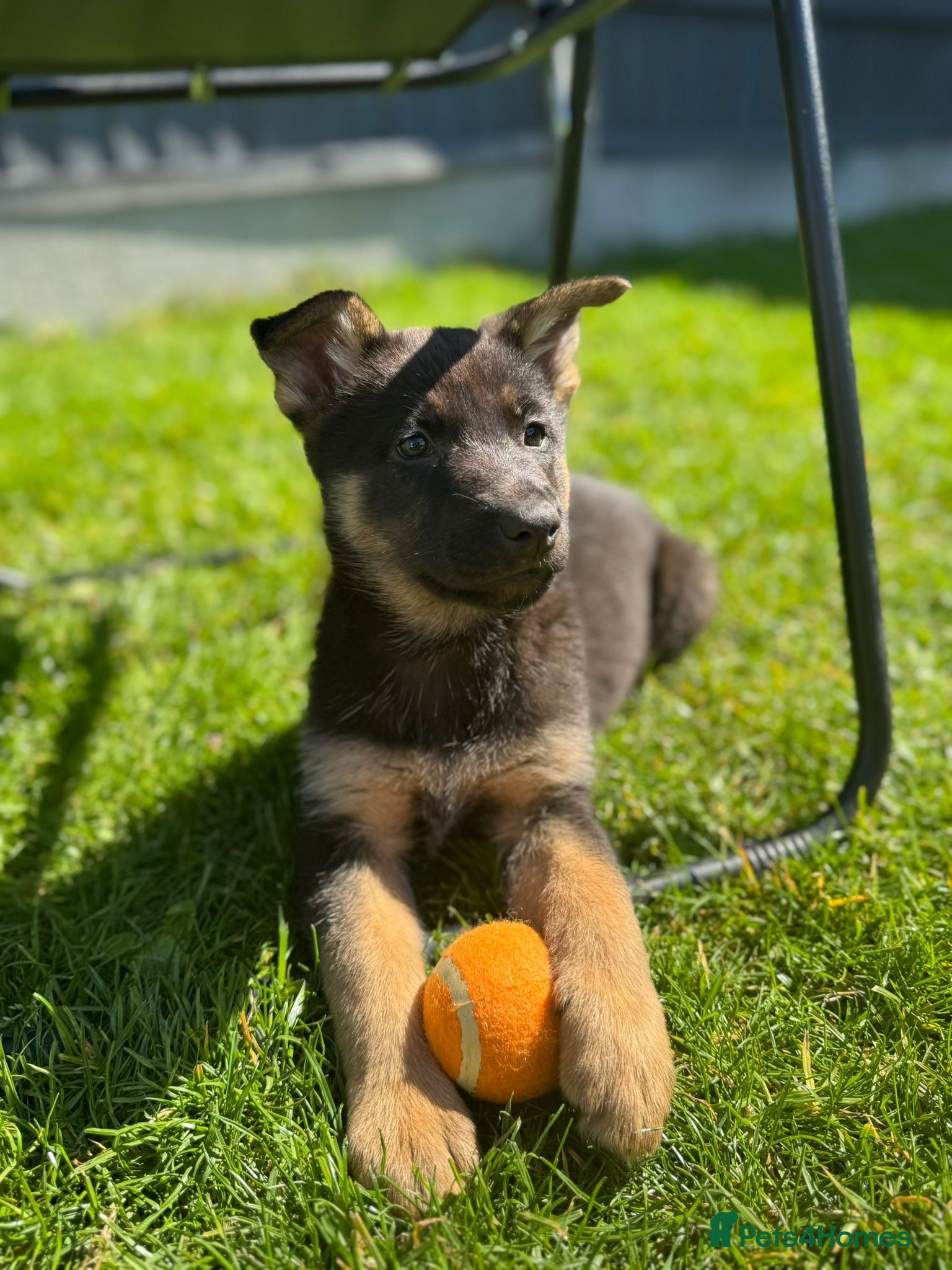 German Shepherd dogs German Shepard puppy 8 week old - Advert 2