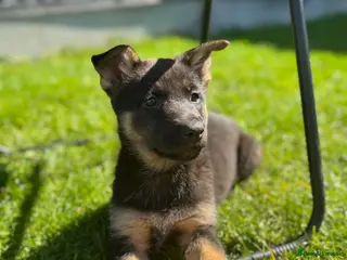 German Shepherd dogs German Shepard puppy 8 week old - Advert 2