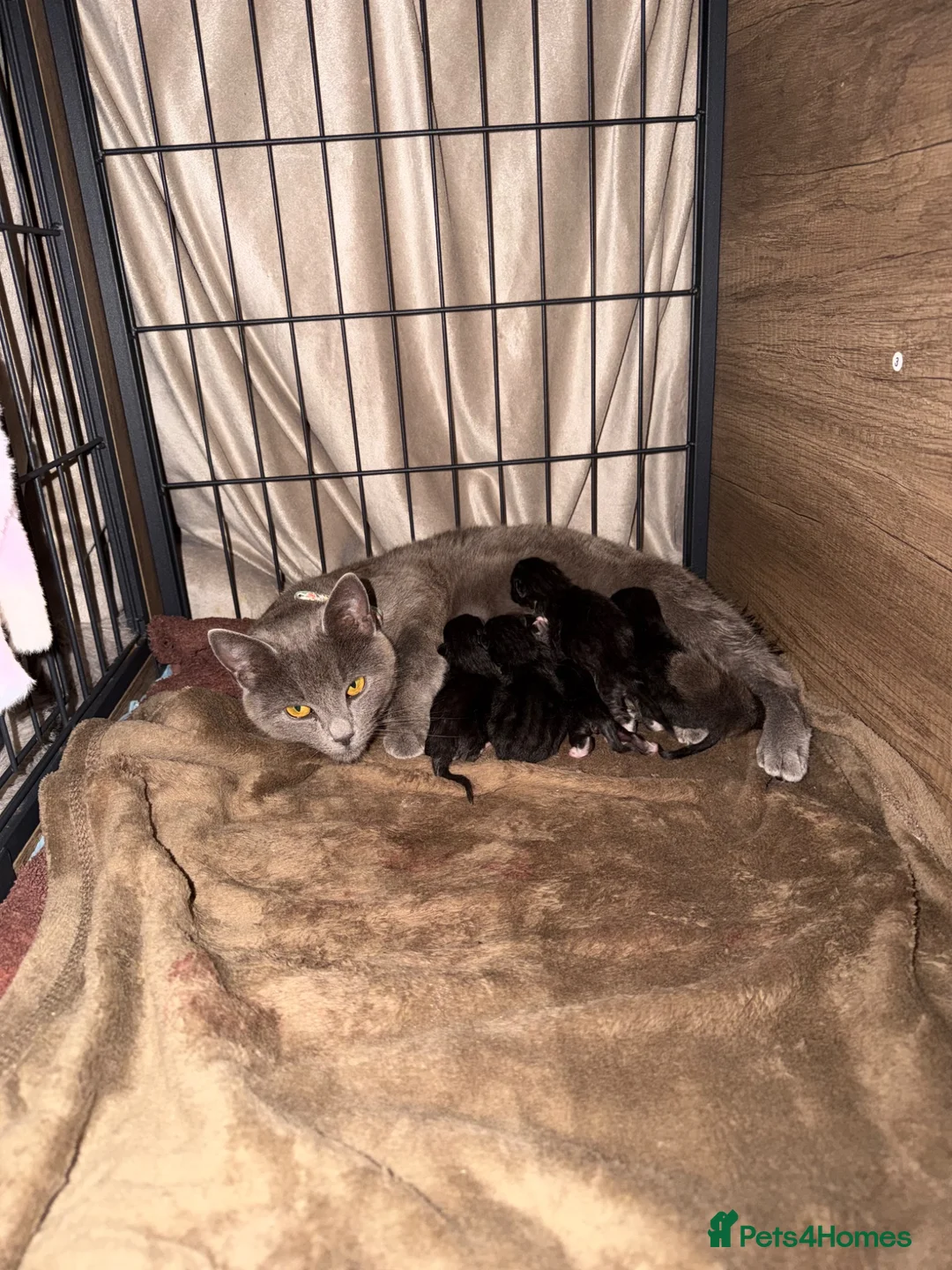 Mixed Breed cats for sale: Russian blue x domesticated long hair  in Warrington - Advert 2