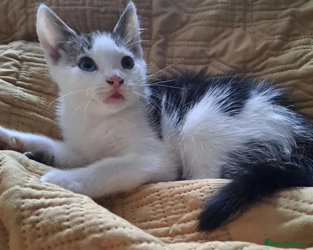 Mixed Breed cats for sale: Due to time wasters  - Advert 1