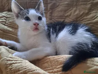 Mixed Breed cats Due to time wasters - Advert 2