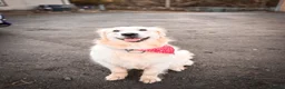 Golden Retriever dogs for sale: Female golden retriever  - Advert 2