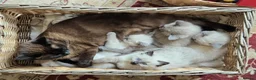 Ragdoll cats for sale: Gorgeous friendly Ragdoll kittens - Advert 1