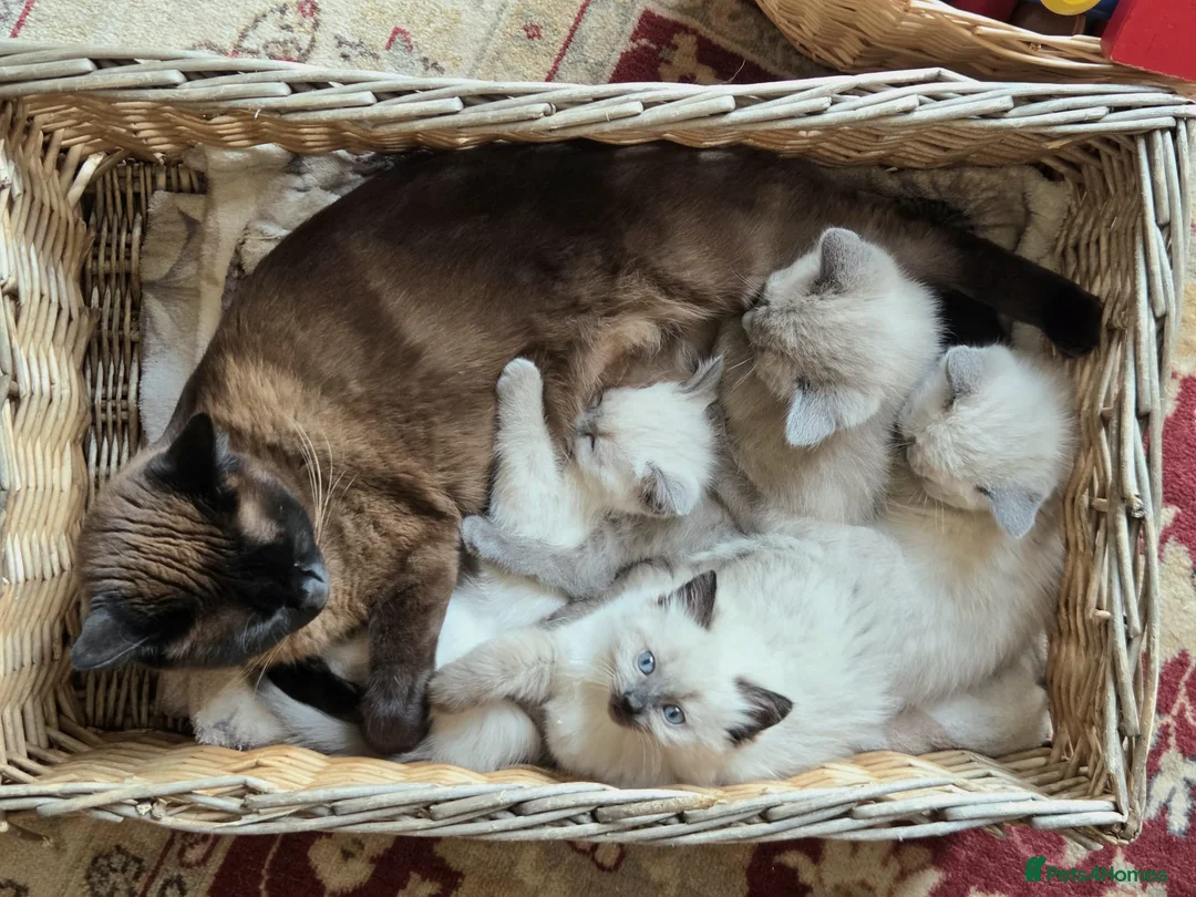 Ragdoll cats for sale: Gorgeous friendly Ragdoll kittens - Advert 1