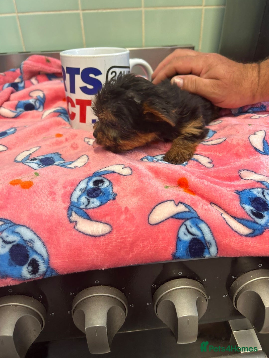 Yorkshire Terrier dogs for sale: Tiny Yorkshire terrier puppies for sale  - Image 3