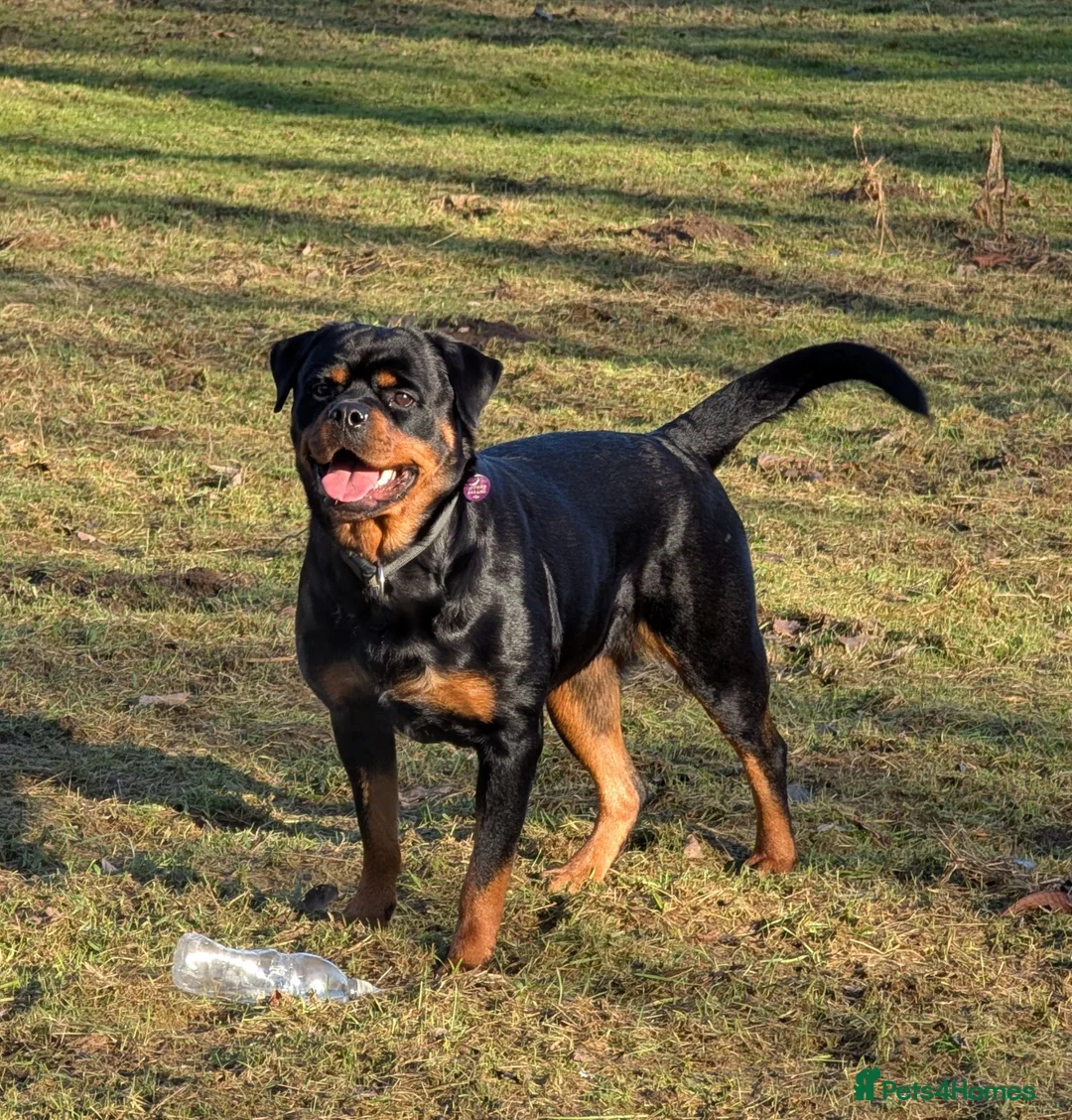 Rottweiler dogs for sale: Rottweiler puppies available  in Lutterworth - Advert 1