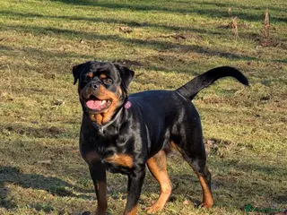 Rottweiler dogs Rottweiler puppies available - Advert 3