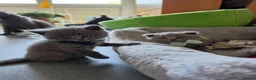 Scottish Fold cats for sale: 7 Scottish fold 😍beautiful  healthy kittens - Advert 23
