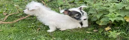 Jack Russell dogs for sale: Jack Russell  - Advert 6