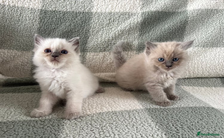 Ragdoll cats - Advert 1