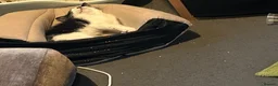 Domestic Shorthair cats for sale: Cutest black and white boy - Advert 5