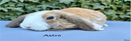 Mini Lop rabbits for sale: Pure Bred Mini Plush Lop  - Advert 4