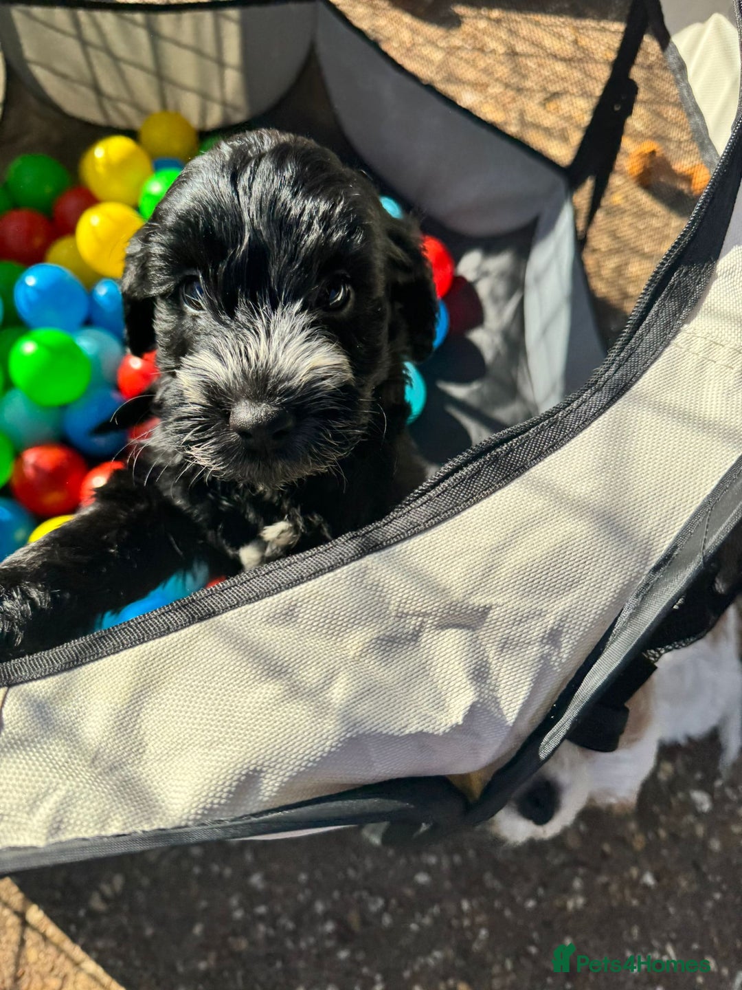 Cockapoo dogs for sale: Cockerpoo pups looking for forever homes - Image 9