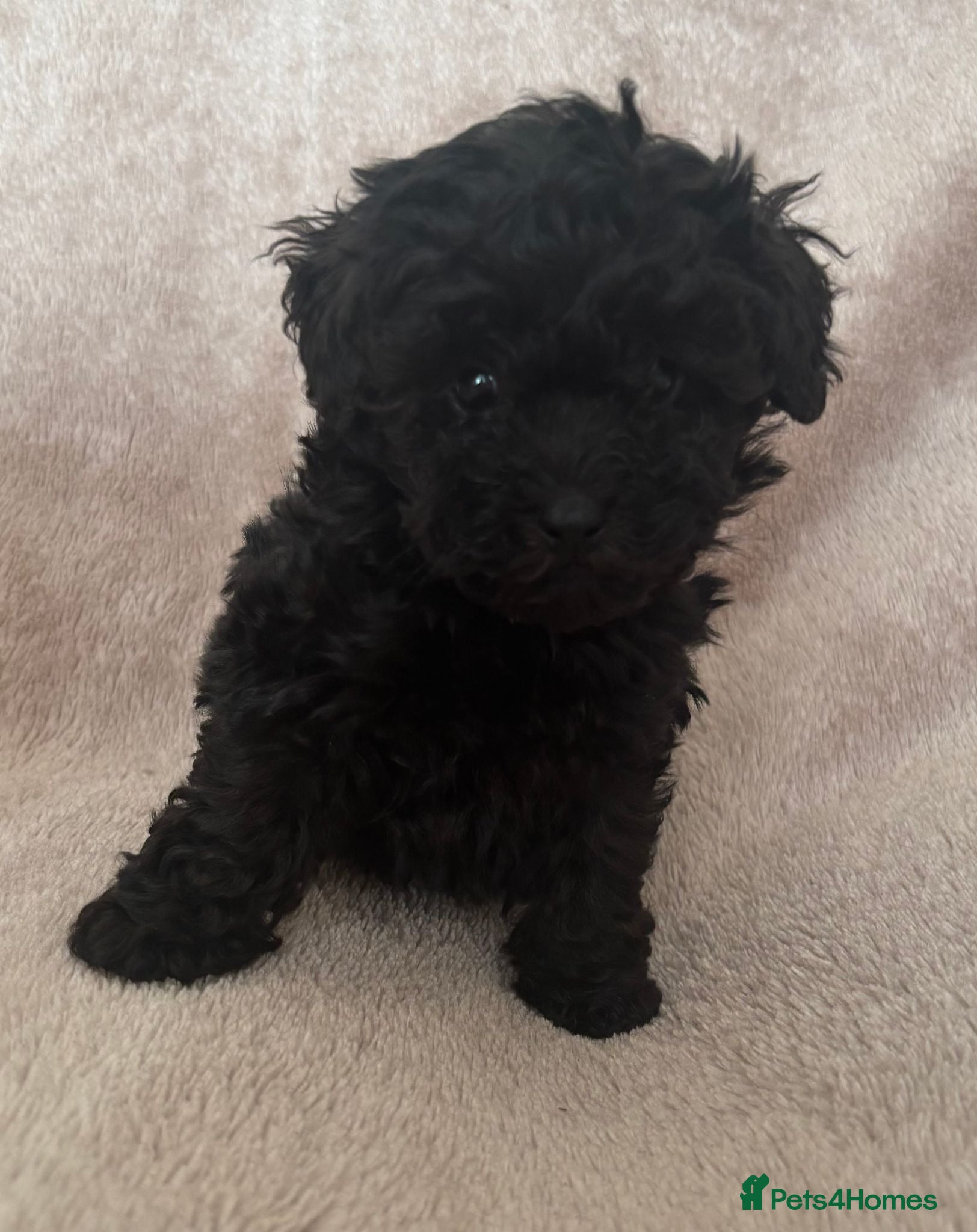 Toy Poodle dogs Asian Fusion - Advert 2