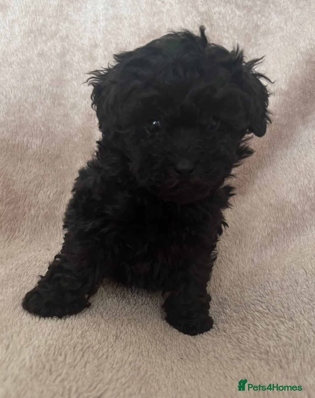 Toy Poodle dogs for sale: Asian Fusion - Advert 2