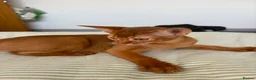 Abyssinian cats for sale: Stunning Abyssinian champion line kittens-last boy - Advert 23