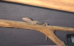 Bearded Dragon reptiles for sale: Baby bearded  dragons  - Image 17