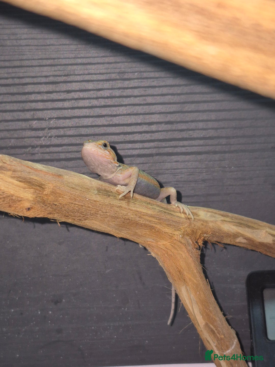 Bearded Dragon reptiles for sale: Baby bearded  dragons  - Image 17