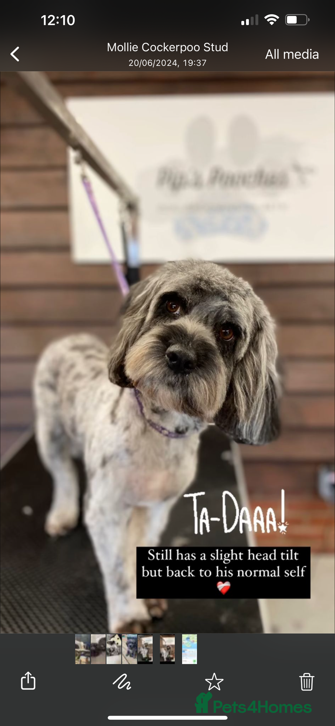 Cockapoo dogs for sale: Beautiful Merle & Black F2 Cockapoo puppies  - Advert 6