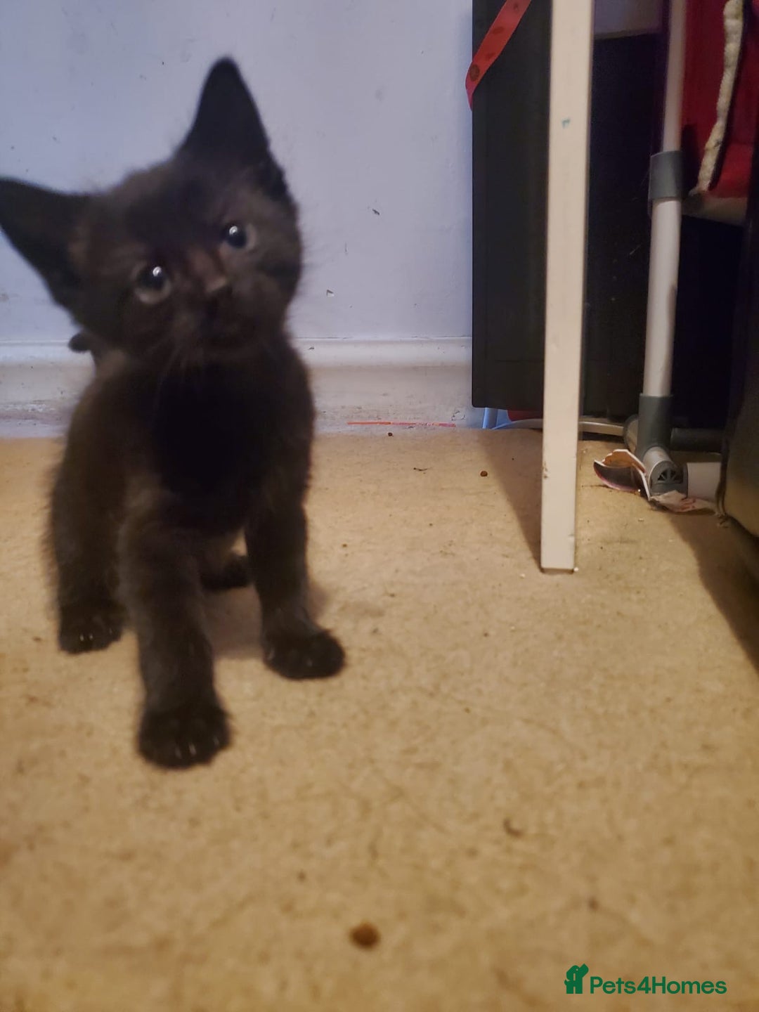 British Shorthair cats for sale: 5 kittens for sale  - Image 5