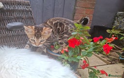 Bengal cats for sale: Show quality pure bengal kittens. - Image 29
