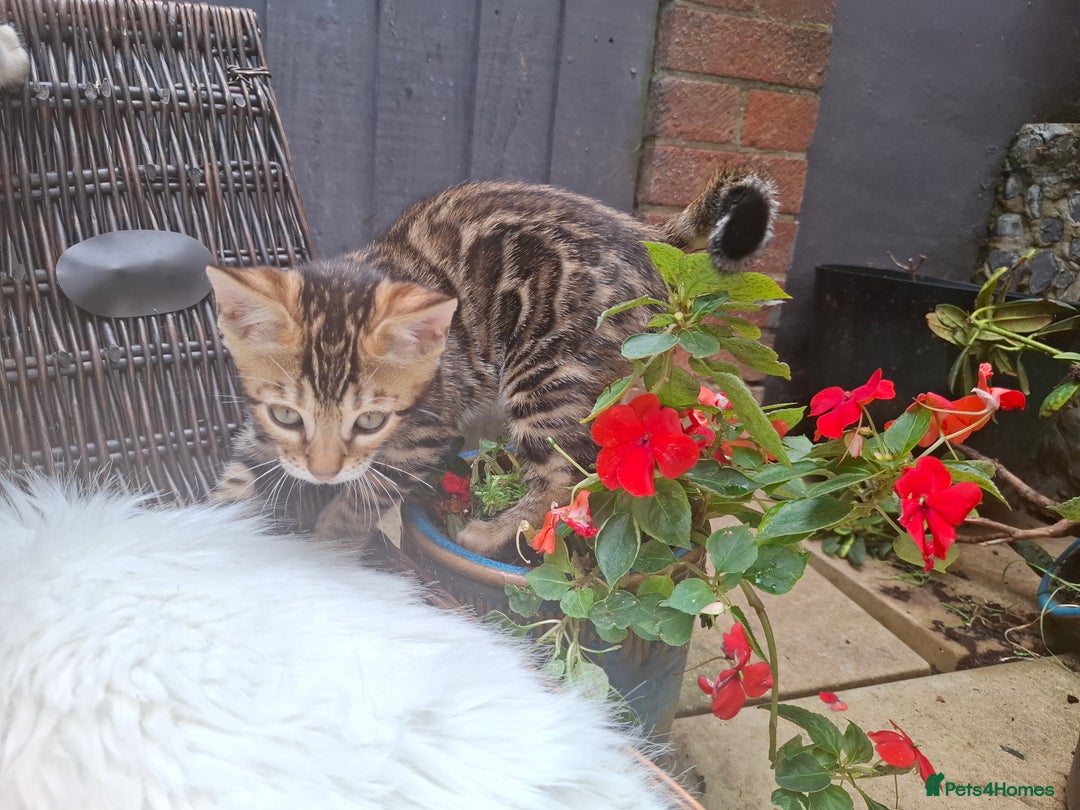 Bengal cats for sale: Show quality pure bengal kittens. - Image 29