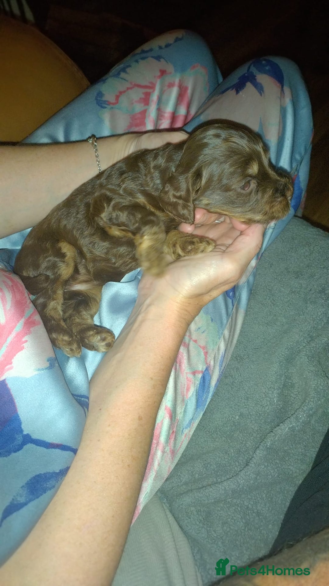 Cockapoo dogs for sale: F2 Cockapoo pups  - Image 12