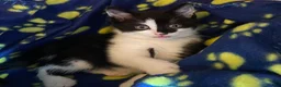 Domestic Shorthair cats for sale: 3 Beautiful Boy Kittens Looking for Forever Homes in Newport - Advert 4