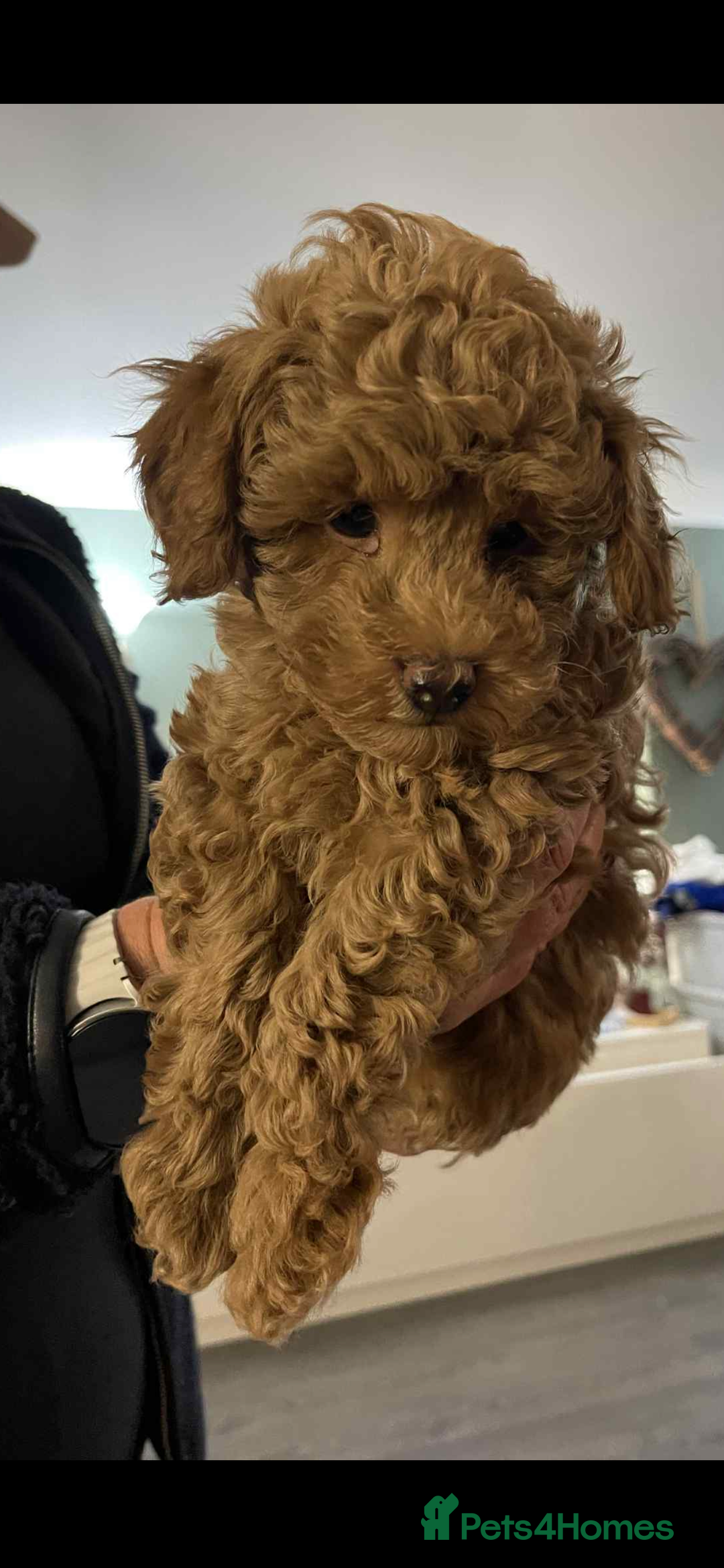 Toy Poodle dogs for sale: Teddy bear toy poodles  - Image 5