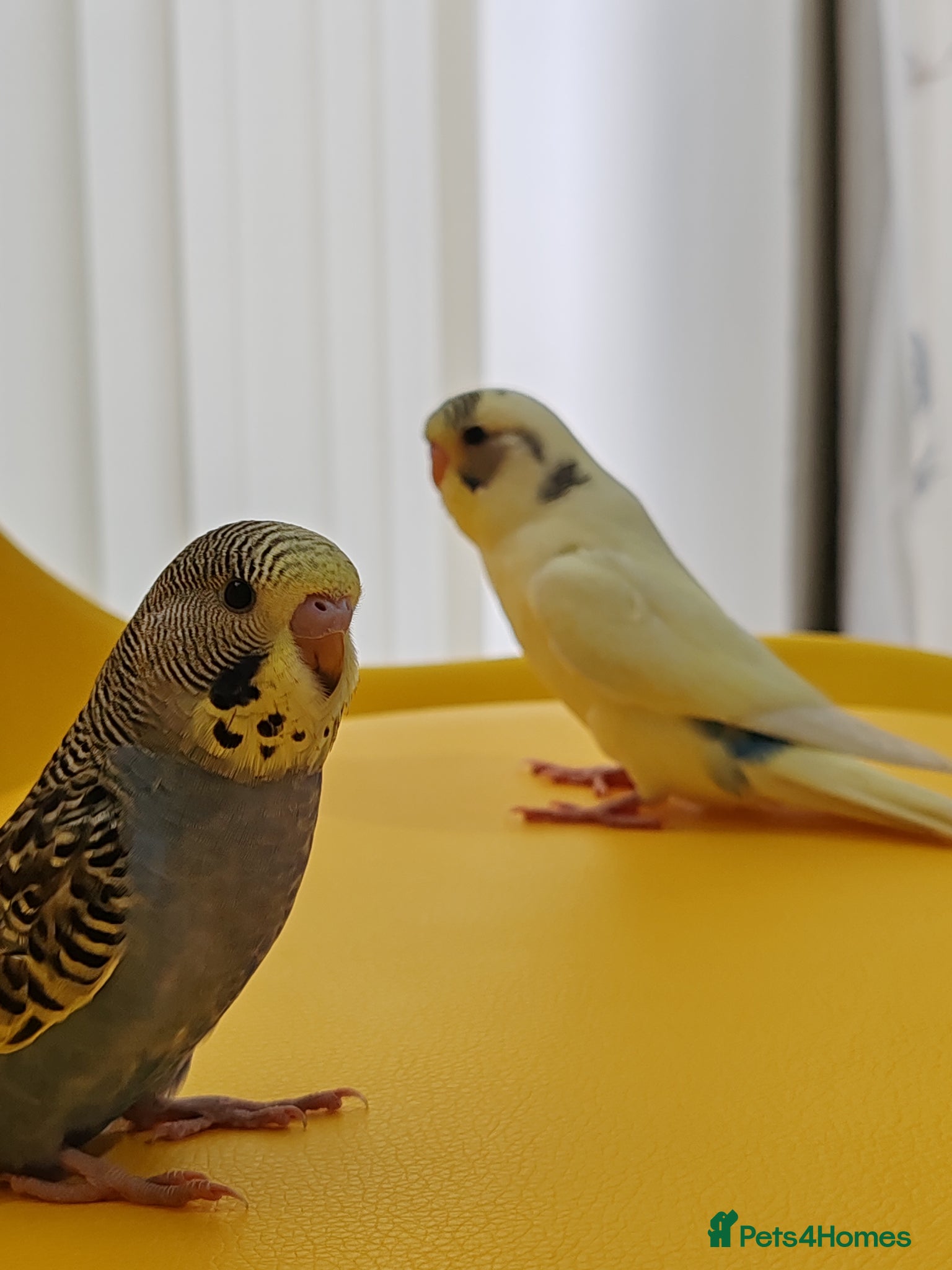 Parrots birds budgies 2 months  - Advert 18
