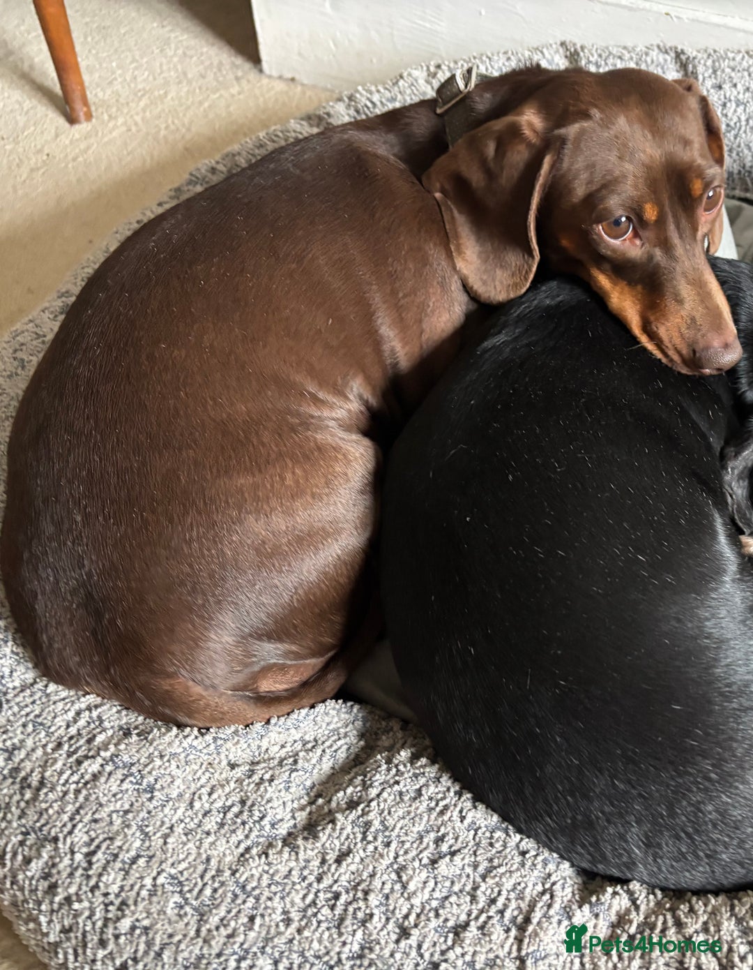 Dachshund dogs for sale: Adorable mini dachshund puppies for sale - Image 6