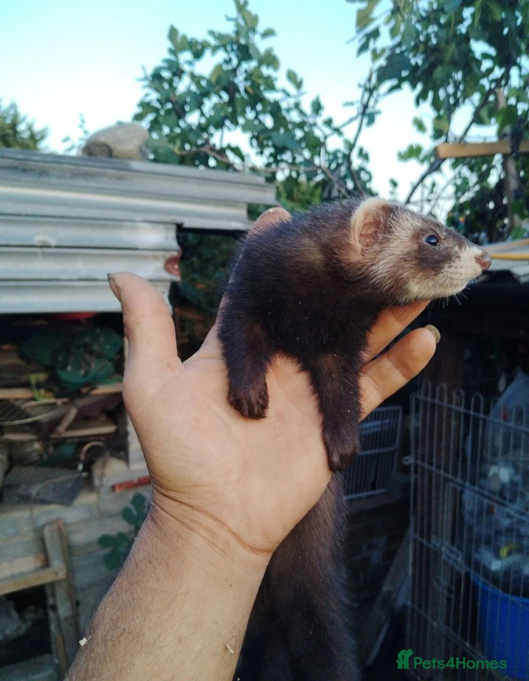 Ferret rodents for sale: 2 female ferret sisters  - Advert 4