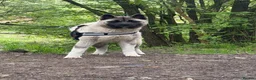 Akita dogs for sale: Champion show line imported female akita - Advert 9