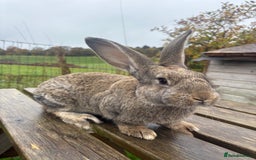 Continental Giant rabbits for sale: ONE female left!! B - Image 2