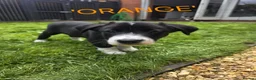 Border Collie dogs for sale: Beautiful litter of working border collie pups - Advert 6