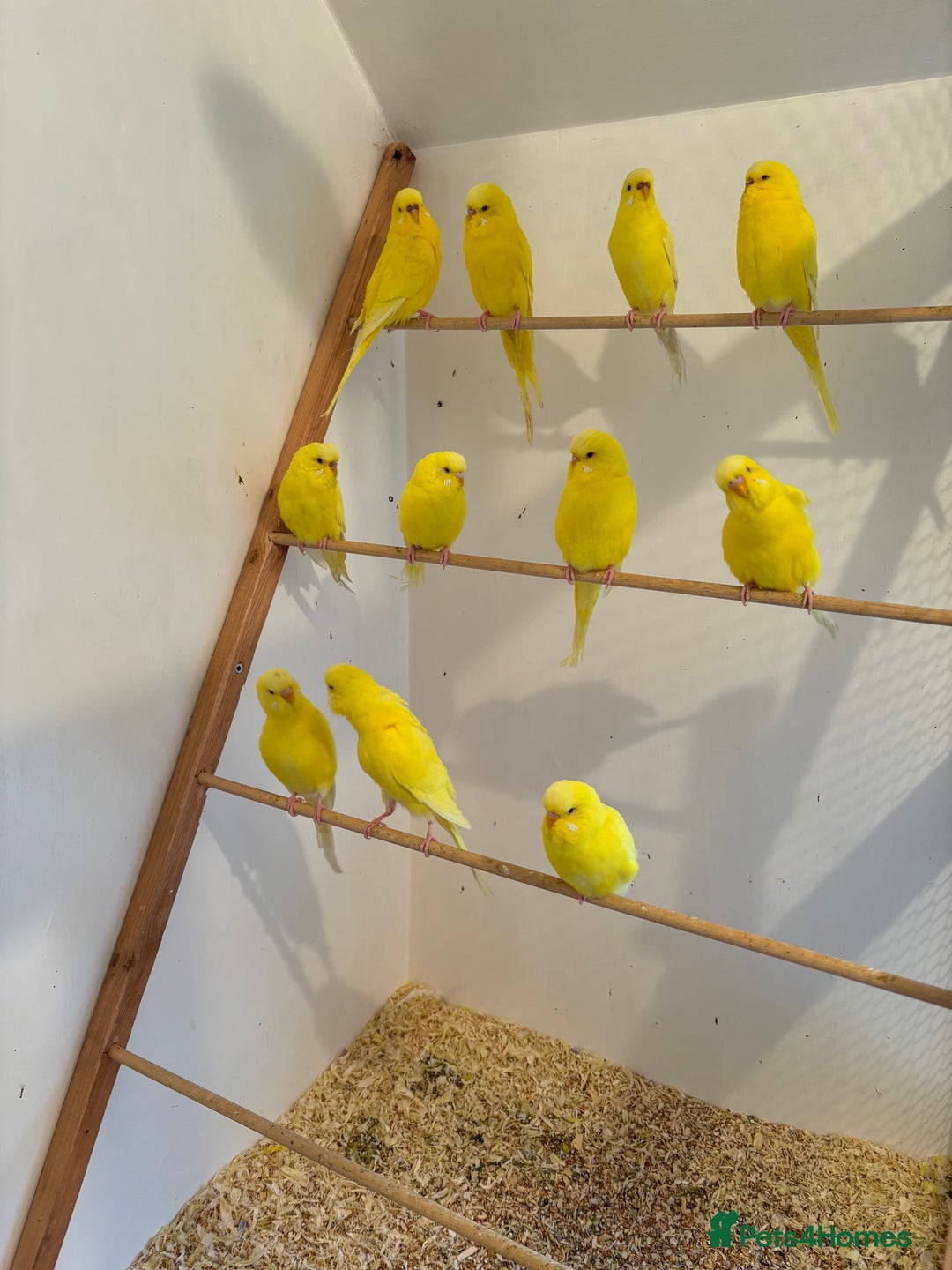 Budgerigars birds for sale: Lutino budgies  - Advert 1